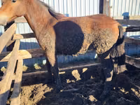 Klisna, Horse breed — foto 2