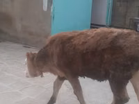 Krowa, Simmental cattle — zdjęcie 3