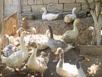 Geese — 写真 5