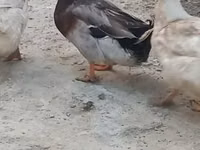 Ducks — 写真 6
