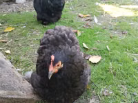 Chickens — 3-сурет