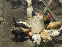 Chickens — ფოტო 6
