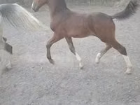 குதிரை, Dutch warmblood horse — புகைப்படம் 2