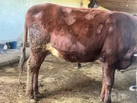 Krowa, Bydło — zdjęcie 6