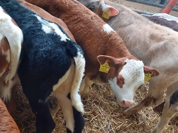公牛, Simmental cattle