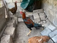 Chickens — ფოტო 2