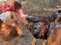 Chickens — Foto 4