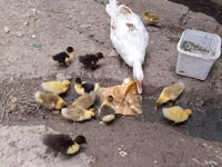 Domestic Muscovy — ფოტო 3