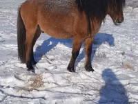 Madyan, Yakutian horse — foto 2