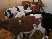 Skot (série, pohlaví neuvedeno), Simmental cattle — foto 8