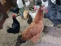 Chickens — foto 2
