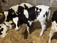 காளை, Russian Black pied cattle — புகைப்படம் 3