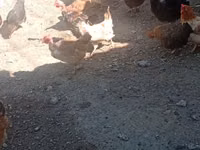 Chickens — foto 2