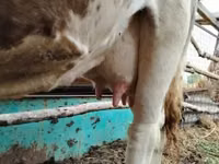 Krava, Simmental cattle — foto 2