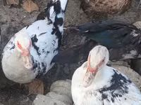 Ducks — foto 4