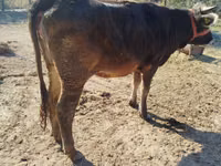 母牛, Swiss cattle — 照片 4