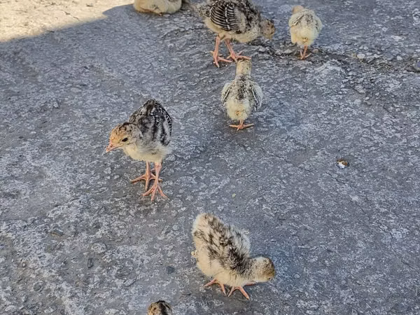 Turkeys