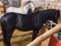 Caballo, Caballos — foto 2