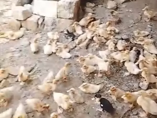 Ducks — أذربيجان