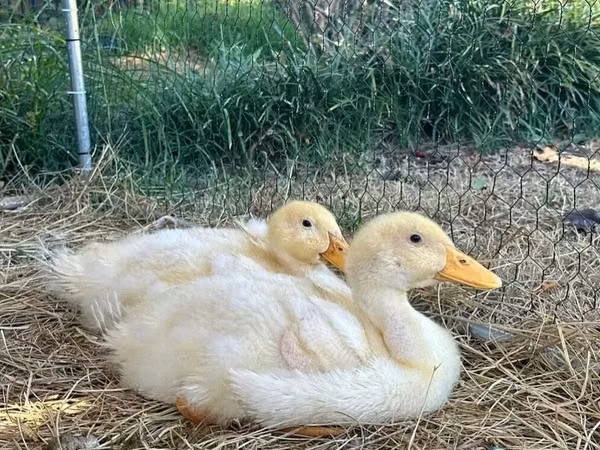 Nemis Pekin — Ozarbayjon