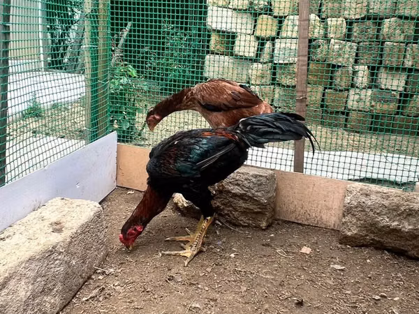 Chickens — Azerbaïdjan