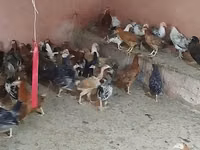 Chickens — zdjęcie 7