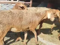 绵羊（批次，未指定性别）, Sheep — 照片 1