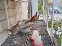 2 fərə 1 xoruz sağlam hec bir prablemi yoxdu İşimlə əlaqədər satram — foto 1