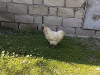 სილკი — ფოტო 3