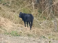 İribuynuzlu mal-qara (partiya, cinsi göstərilməyib), Aberdin – Angus — foto 2