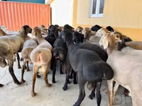 كبش, الأغنام — الصورة 4