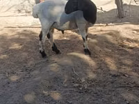 公羊, Sheep — 照片 6