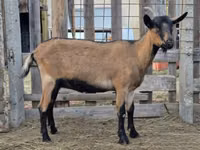 Koza, Alpine goat — foto 3