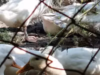 Geese — foto 3