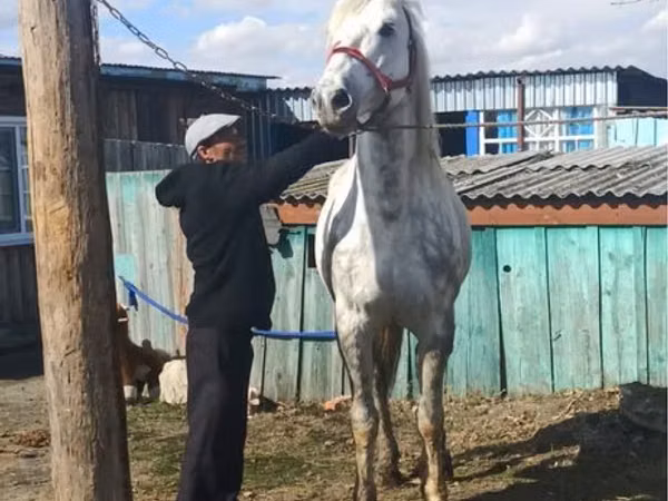 Cheval, Orlov Trotter