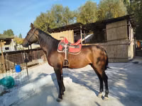 Kůň, Thoroughbred horse — foto 1