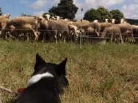 Owca, Lacaune sheep — zdjęcie 4