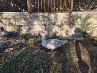 Ducks — Foto 4