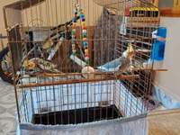 Nimfa (cockatiel) cütü və qəfəslə birlikdə komplekt. - 2 ədəd nimfa — 照片 2
