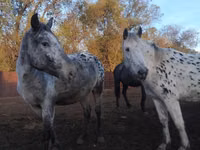 Madyan, Appaloosa — foto 3