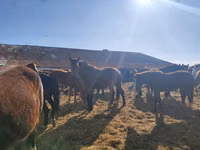 კვიცი, Horse breed — ფოტო 3