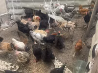 Chickens — zdjęcie 7