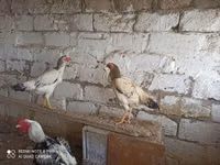 Chickens — zdjęcie 4