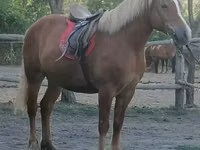 Jument, Haflinger — photo 1