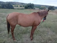 Jument, Chevaux — photo 2