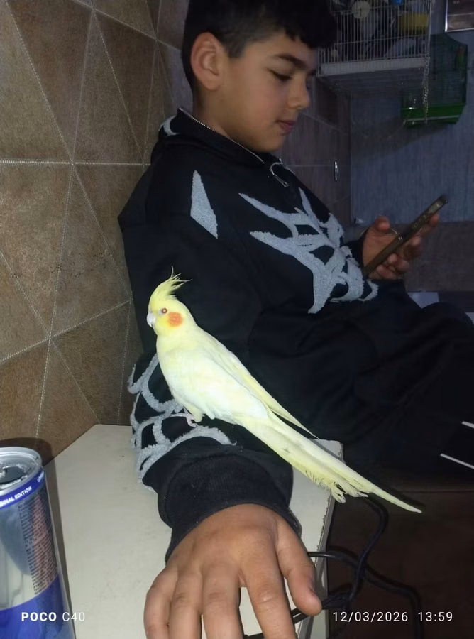 Hazir albinos ağ Qirmizi göz sari qəfəssiz 100 Azn tam ruçnoy