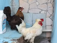 bantam japonais — photo 3