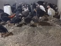 Turkeys — foto 1
