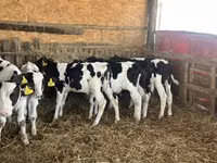 Touro, Russian Black pied cattle — foto 5