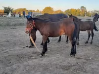 Cheval, Friesian — photo 2